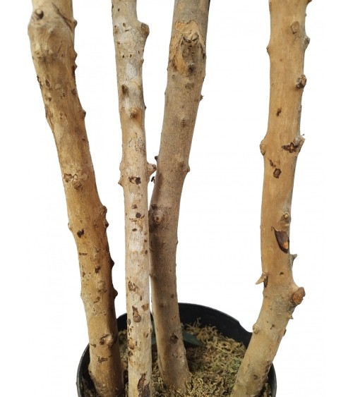 ARBOL ACACIA TRONCO NATURAL 180 CM en Plantas artificiales