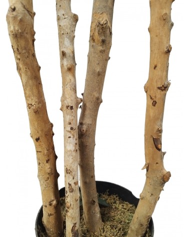 ARBOL ACACIA TRONCO NATURAL 180 CM en Plantas artificiales