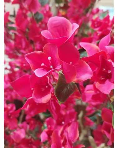 ARBOL ARCO BOUGANVILLA 250 CM en Plantas artificiales