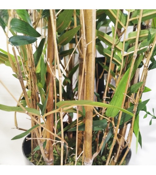 ARBOL BAMBÚ MINI ORIENTAL TRONCO NATURAL 180 CM en Plantas artifici...