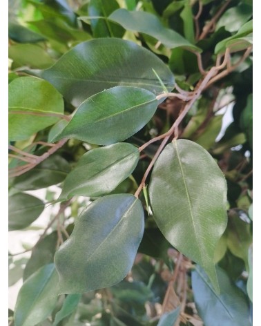 ARBOL FICUS LYRATA TRONCO NATURAL 150 CM en Plantas artificiales