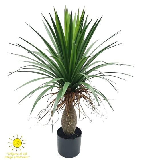 Yuca 85 cm exterior