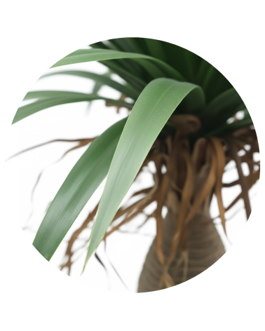 YUCA 85 CM EXTERIOR en Plantas artificiales