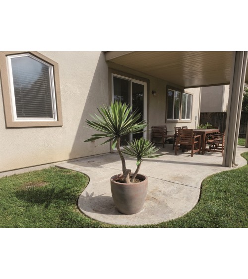 YUCA X2 155 CM EXTERIOR en Plantas artificiales