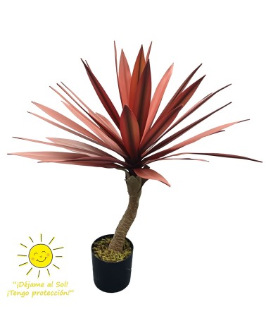 Yuca 67 cm rojizo exterior