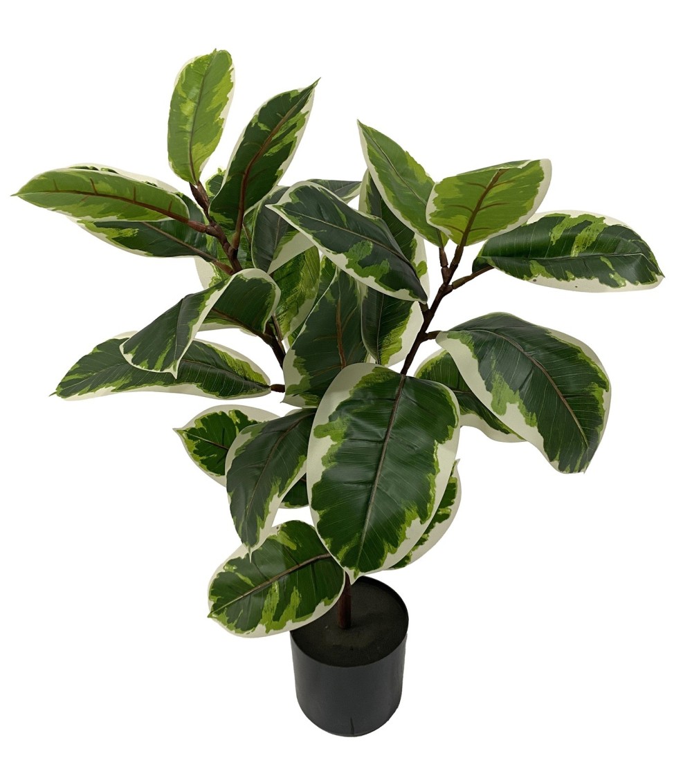 Ficus bicolor 75 cm