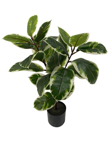 Ficus bicolor 75 cm