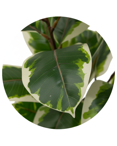 FICUS BICOLOR 75 CM en Plantas artificiales