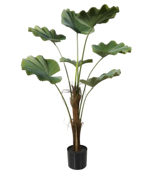 Arbol licuala 110 cm