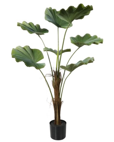 Arbol licuala 110 cm