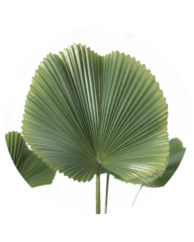 ARBOL LICUALA 110 CM en Plantas artificiales