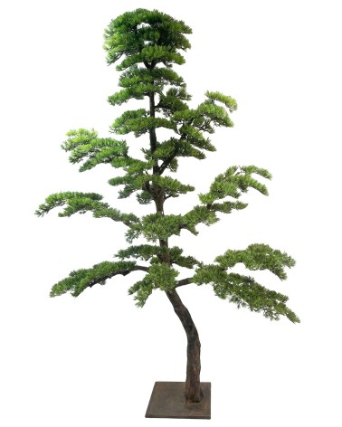 Bonsai 240 cm