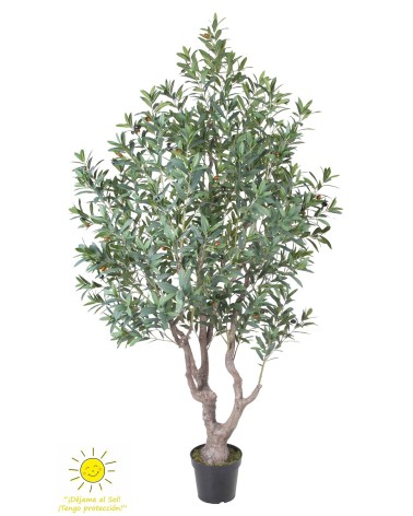 Olivo exterior 215 cm