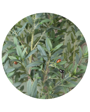 OLIVO EXTERIOR 215 CM en Plantas artificiales