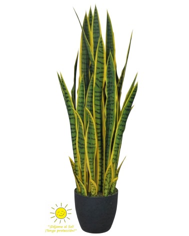 Sansiveria exterior 97 cm.