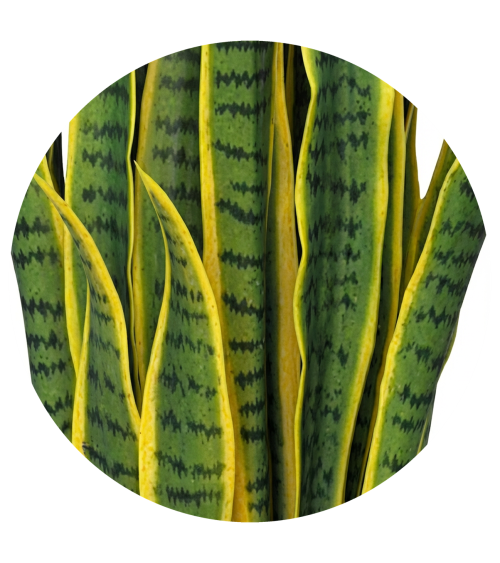 SANSIVERIA EXTERIOR 97 CM en Plantas artificiales