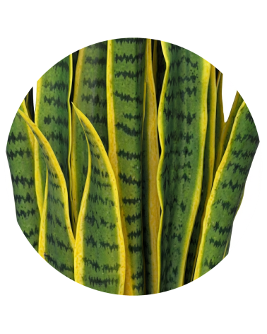 SANSIVERIA EXTERIOR 97 CM en Plantas artificiales