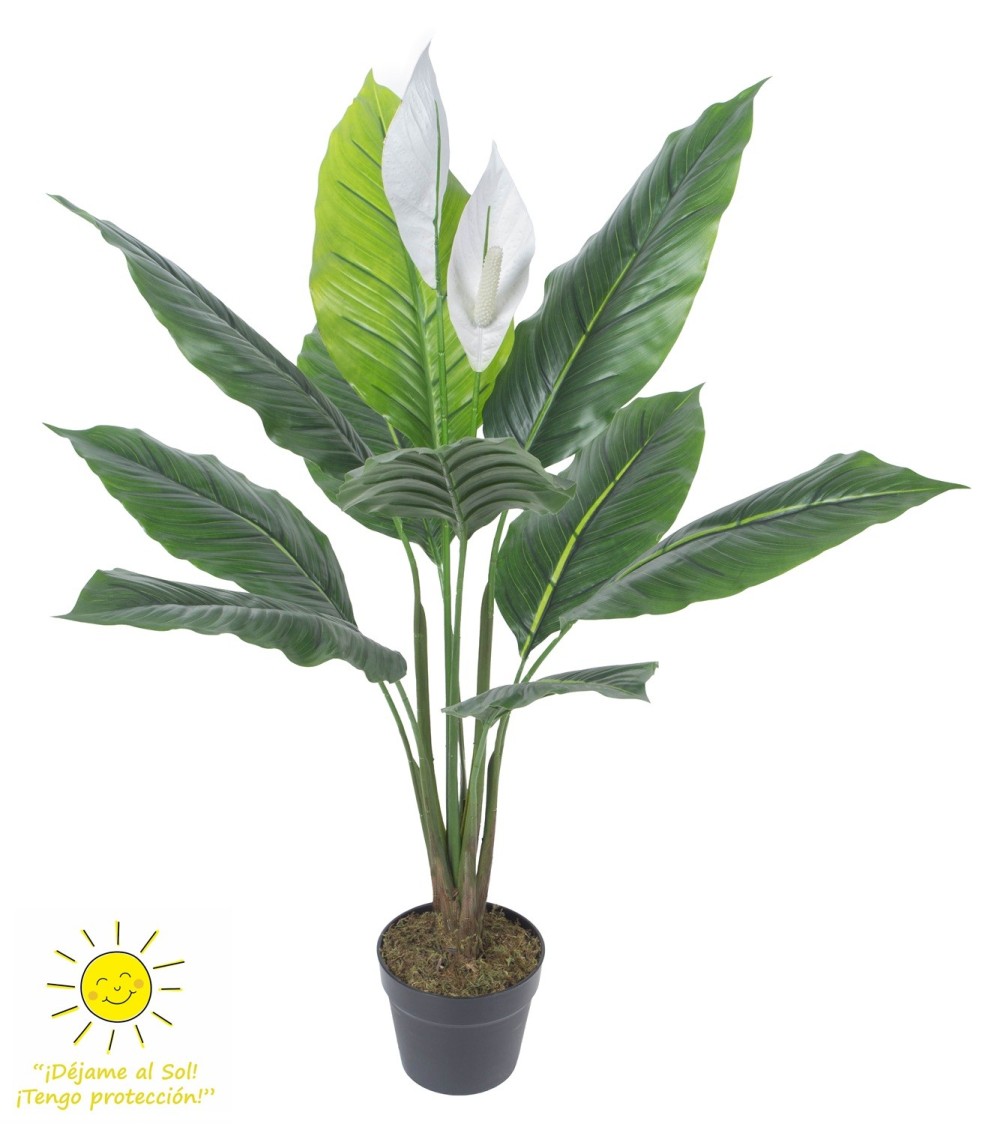 Espatifilio blanco exterior 90 cm