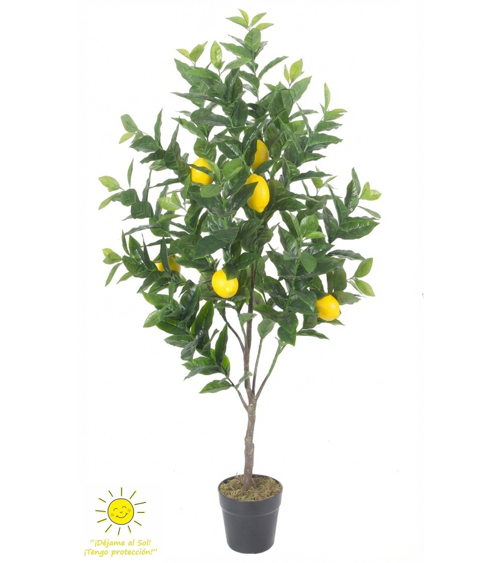 Limonero exterior 125 cm