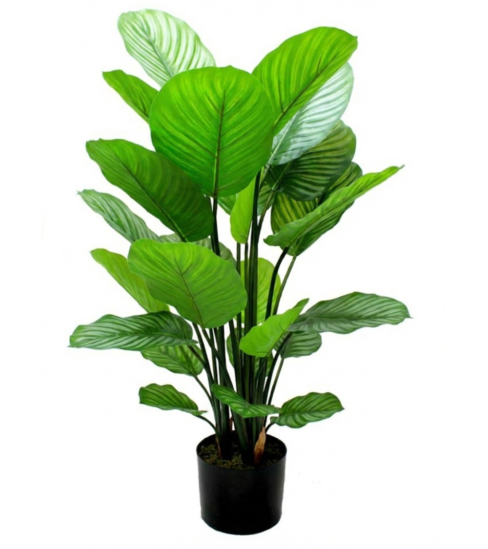 Maceta calathea verde 70 cm