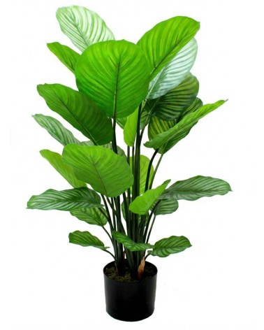 Maceta calathea verde 70 cm