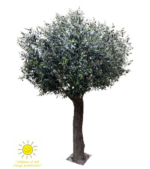 Olivo valle del jerte 300 cm exterior