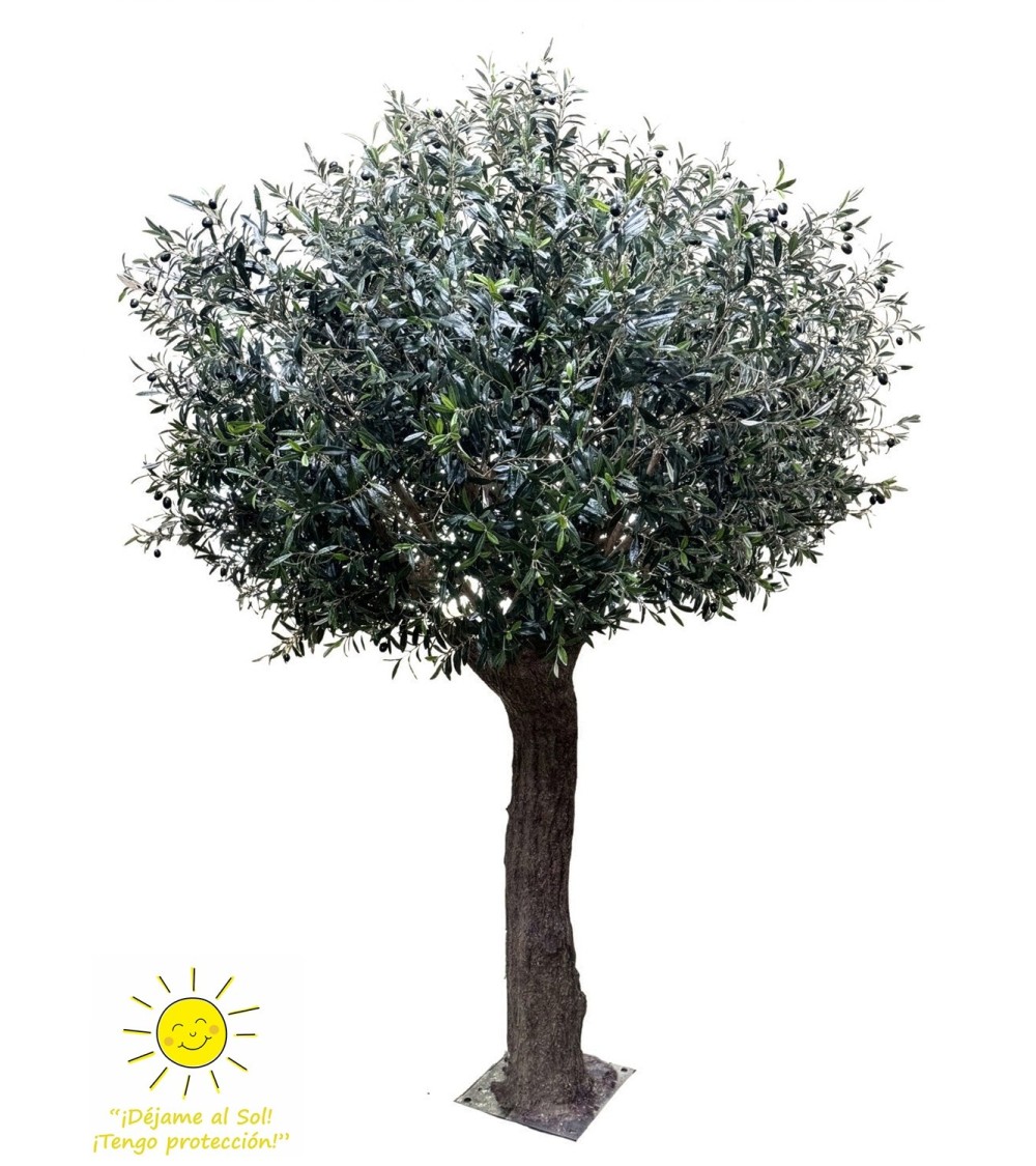 Olivo valle del jerte 300 cm exterior