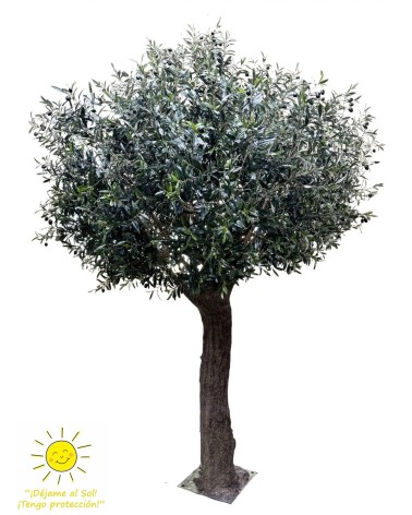 Olivo valle del jerte 300 cm exterior