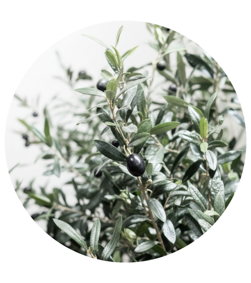 OLIVO VALLE DEL JERTE 300 CM EXTERIOR en Plantas artificiales