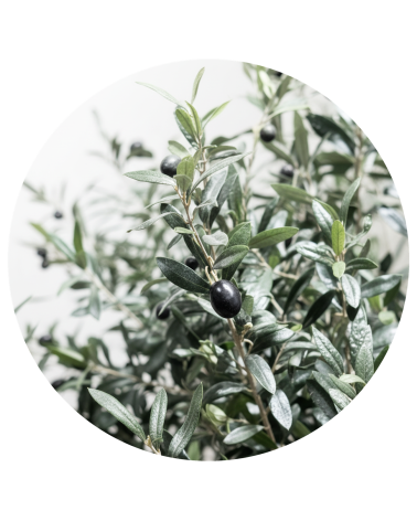 OLIVO VALLE DEL JERTE 300 CM EXTERIOR en Plantas artificiales